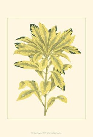 Tropical Variegation IV by Vision Studio art print