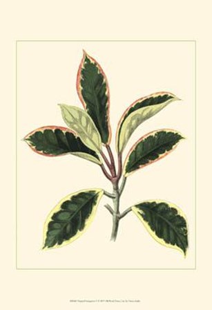 Tropical Variegation V by Vision Studio art print