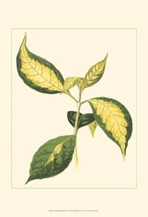 Tropical Variegation VI by Vision Studio art print