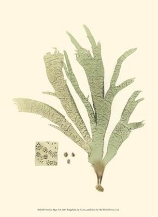 Marine Algae I art print