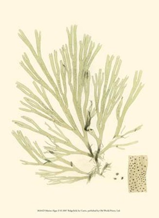 Marine Algae II art print