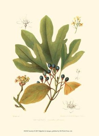 Sassafras art print