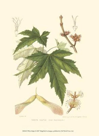 White Maple art print