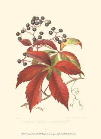 Virginian Creeper art print