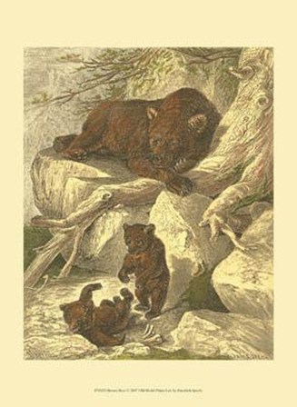 Small Brown Bear by Friedrich Specht art print