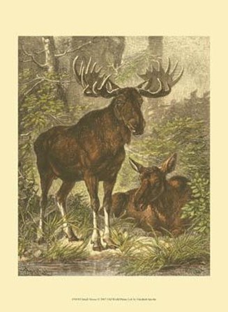 Small Moose by Friedrich Specht art print