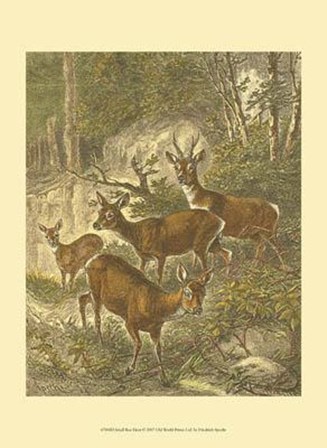 Small Roe Deer by Friedrich Specht art print