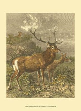 Small Red Deer by Friedrich Specht art print
