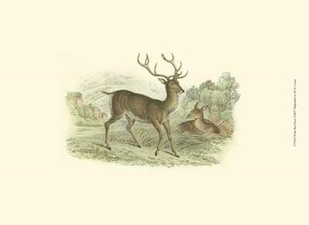 Petite Red Deer by W.h. Lizars art print