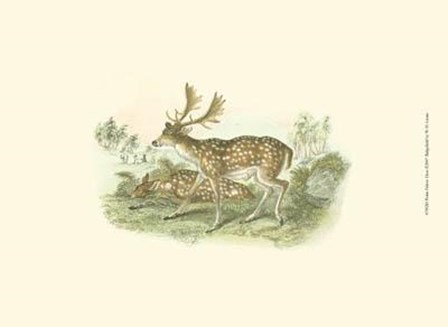 Petite Fallow Deer by W.h. Lizars art print