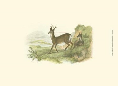 Petite Row Deer by W.h. Lizars art print