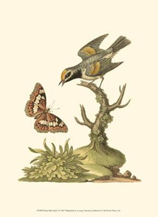 Petite Bird Study I by George Edwards art print
