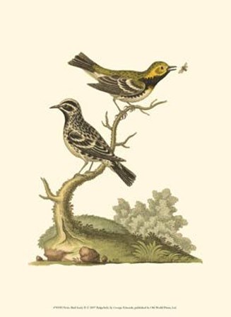 Petite Bird Study II by George Edwards art print