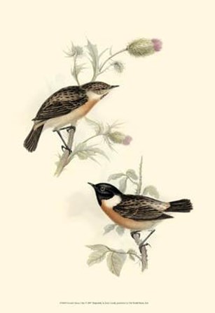 Gould&#39;s Stone-Chat by John Gould art print