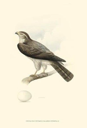 Meyer&#39;s Hawk I art print