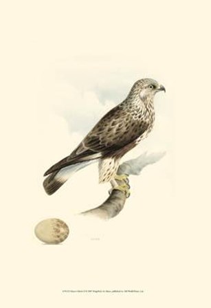 Meyer&#39;s Hawk II art print