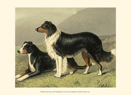 Sheep Dogs by Vero Shaw art print
