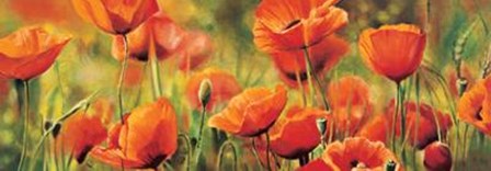 Symphonie De Coquelicots by Pierre Viollet art print