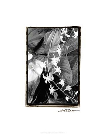 Floral Elegance I by Laura Denardo art print