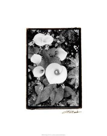 Floral Elegance II by Laura Denardo art print