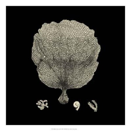 Black And Tan Coral II art print