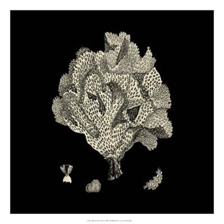 Black And Tan Coral IV art print