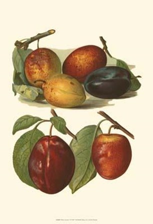 Plum Varieties I by John michael Wright art print
