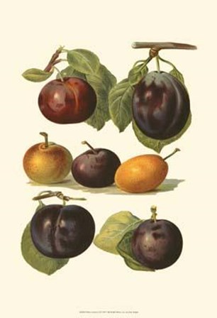 Plum Varieties II by John michael Wright art print
