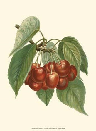 Red Cherries by John michael Wright art print