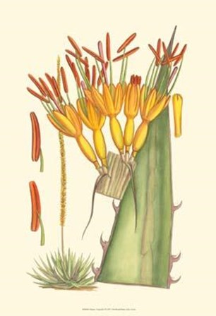 Vibrant Tropicals I art print