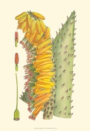 Vibrant Tropicals IV art print