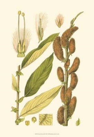 Natural Harvest II art print