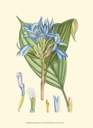 Periwinkle Blooms I art print