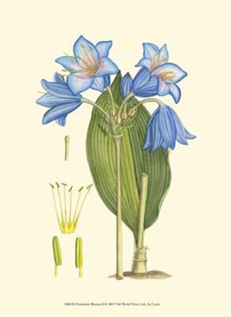 Periwinkle Blooms II art print