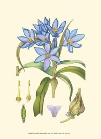 Periwinkle Blooms III art print