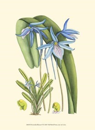 Periwinkle Blooms IV art print