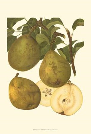 Pear Varieties I art print