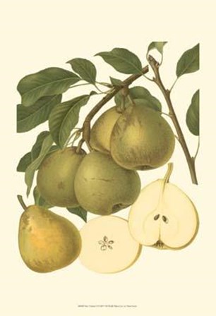 Pear Varieties II art print