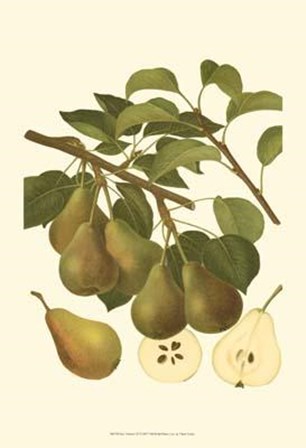 Pear Varieties III art print