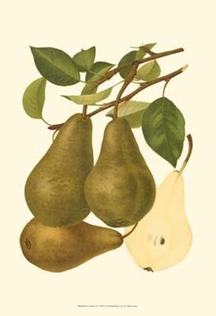 Pear Varieties IV art print