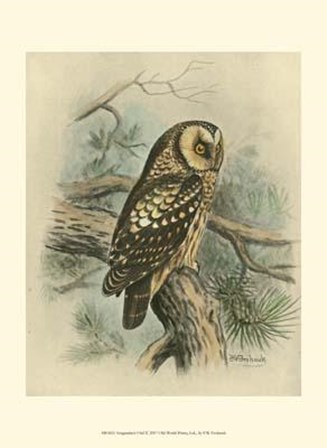 Tengmalm&#39;s Owl by F.W. Frohawk art print