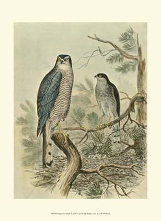 Sparrow Hawk by F.W. Frohawk art print