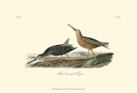 Red-Breasted Snipe by John James Audubon art print