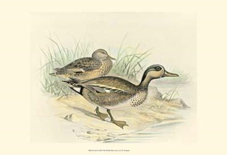 Teal by F.W. Frohawk art print