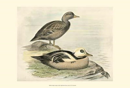 Steller&#39;s Eider by F.W. Frohawk art print