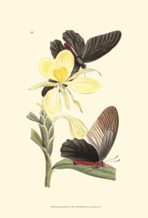 Butterflies and Flora IV by John Westwood art print
