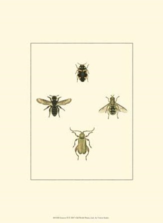 Insecte II art print