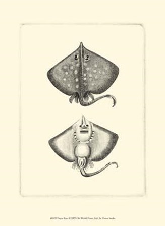 Sepia Rays art print