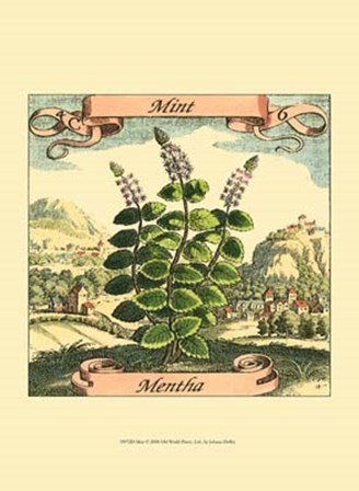 Mint by Johan Theodore De Bry art print
