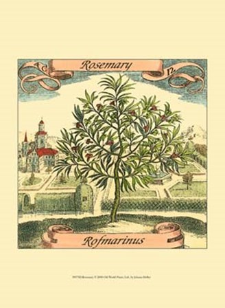 Rosemary by Johan Theodore De Bry art print